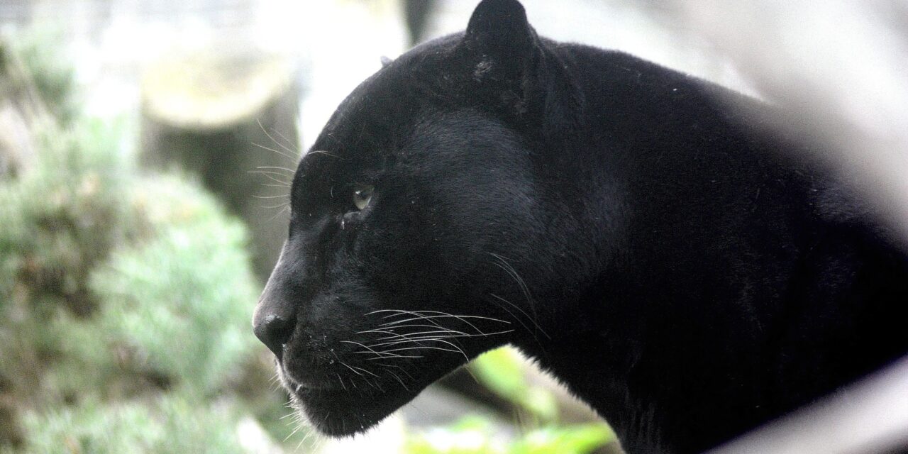 Még mindig nem találják a fekete párducot Apatinnál