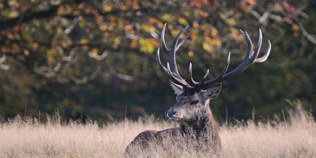 Letartóztatták a belgrádi férfit, aki Bánátban lelőtt egy szarvast