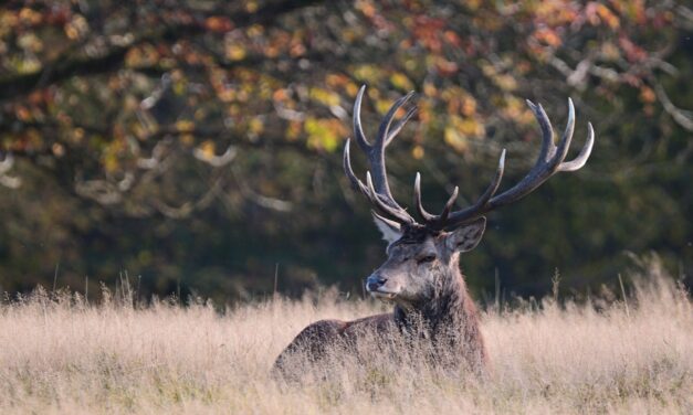 <span class="entry-title-primary">Ez történik ha elütünk egy vadat Magyarországon</span> <span class="entry-subtitle">Vigyázat, lopásnak minősül, ha a helyszínről elvinnénk a tetemet</span>