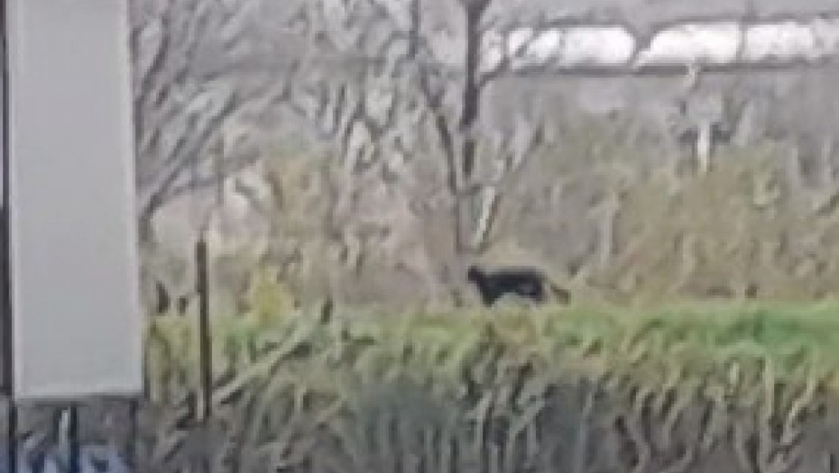 Már Verbásznál sétál a fekete párduc (Videó)