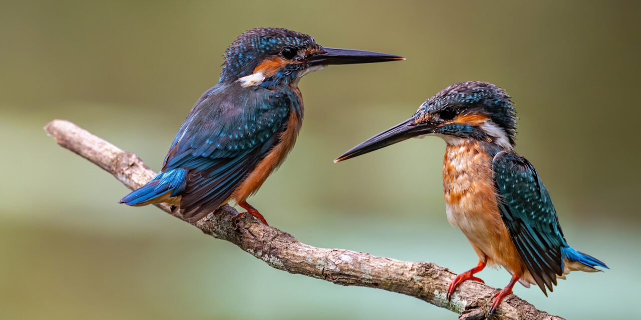 <span class="entry-title-primary">Most telnek a „csendes, szép napok”</span> <span class="entry-subtitle">A téli napforduló sok reménnyel tölt el </span>