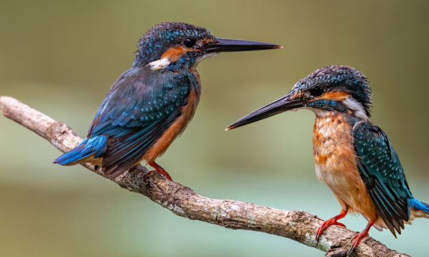 <span class="entry-title-primary">Most telnek a „csendes, szép napok”</span> <span class="entry-subtitle">A téli napforduló sok reménnyel tölt el </span>