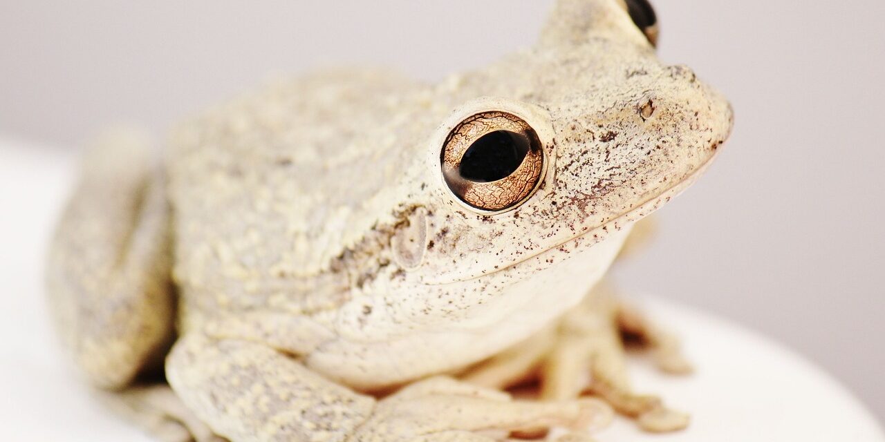 Korognak és nyikorognak az újonnan felfedezett békafajok