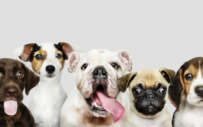 Százezer támogatói aláírással követelik az állatok jólétéről szóló törvénytervezet visszavonását