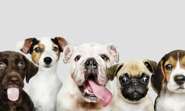 Százezer támogatói aláírással követelik az állatok jólétéről szóló törvénytervezet visszavonását