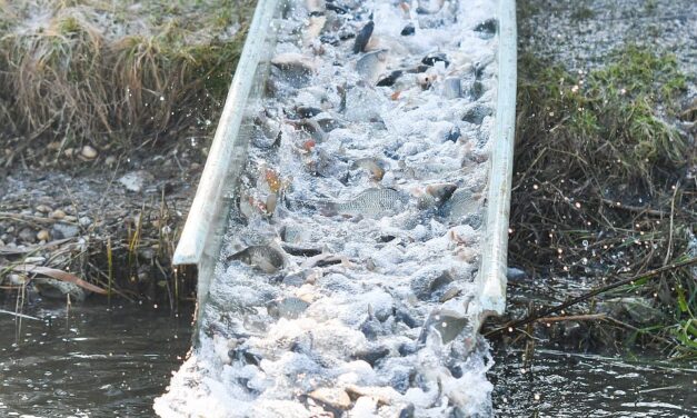 Borzasztó helyzet a halgazdaságokban, a piac háromnegyedét külföldről látják el