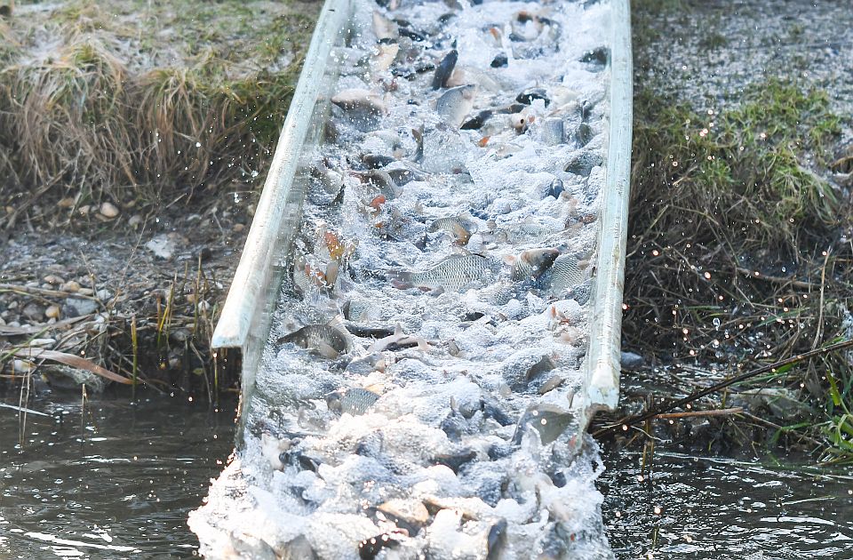 Borzasztó helyzet a halgazdaságokban, a piac háromnegyedét külföldről látják el