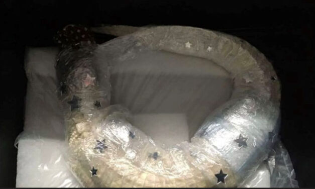 Repülőtéri poggyászból mentettek ki egy albínó aligátort