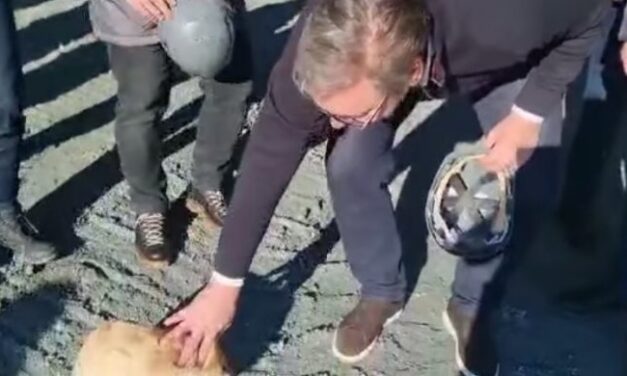 Vučić: Žuća kutya szerencsét hoz a munkásoknak