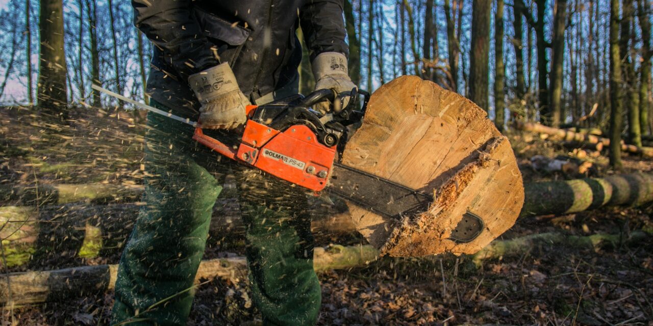 Halálos balesetet szenvedett egy apatini favágó