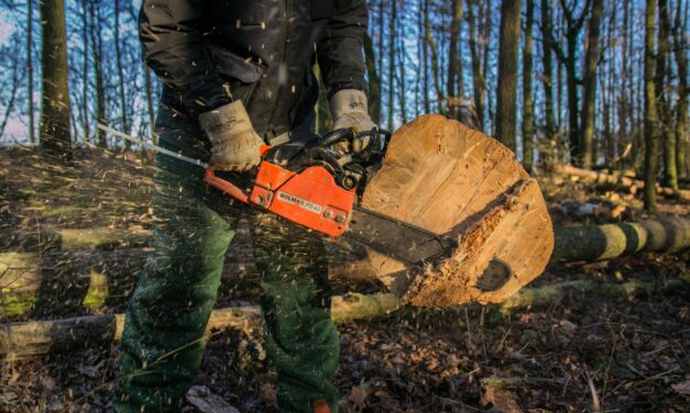 Halálos balesetet szenvedett egy apatini favágó