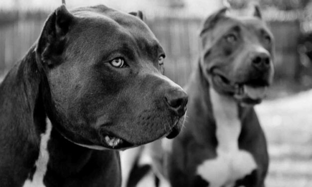 Nem kóbor, hanem támadásra kiképezett kutyák öltek