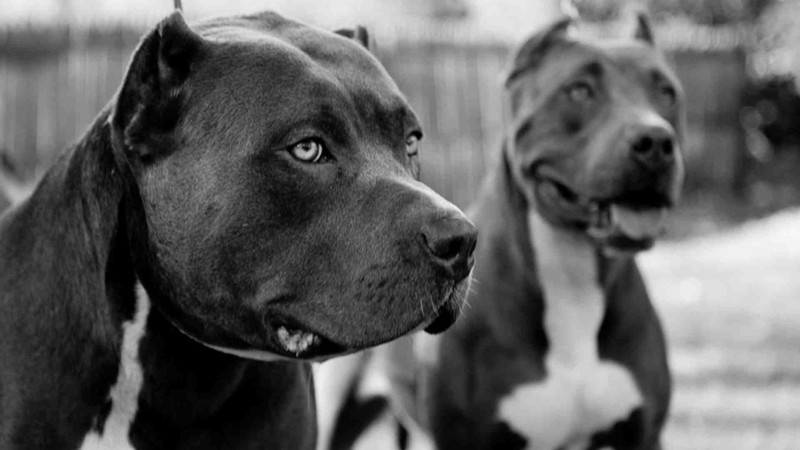 Nem kóbor, hanem támadásra kiképezett kutyák öltek