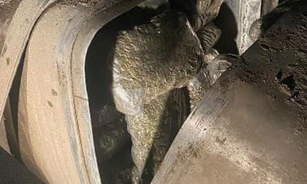 Százhét kiló marihuánával bukott le egy szerb férfi