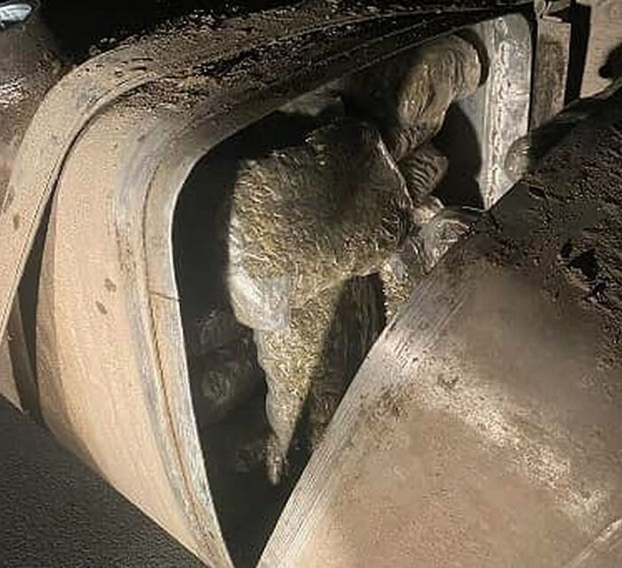 Százhét kiló marihuánával bukott le egy szerb férfi