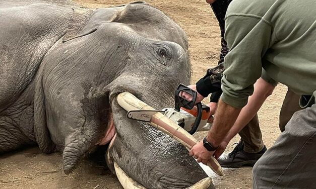 Láncfűrésszel végeztek fogászati beavatkozást Szegeden