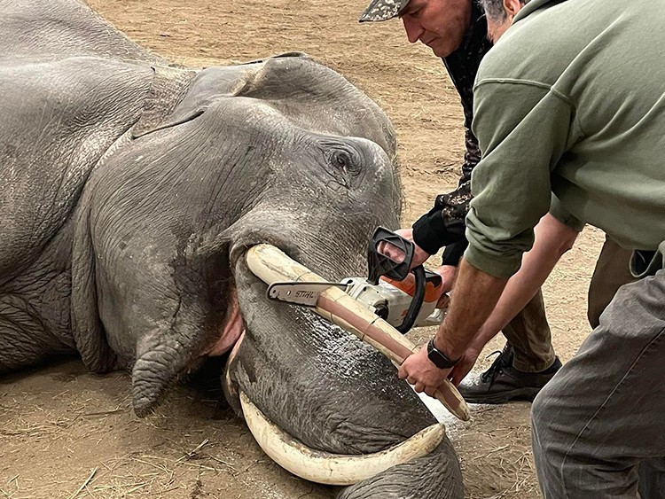Láncfűrésszel végeztek fogászati beavatkozást Szegeden