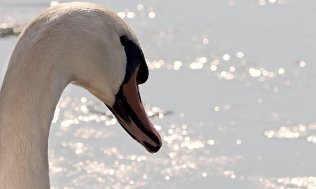 Európa-szerte extrém meleg az idő