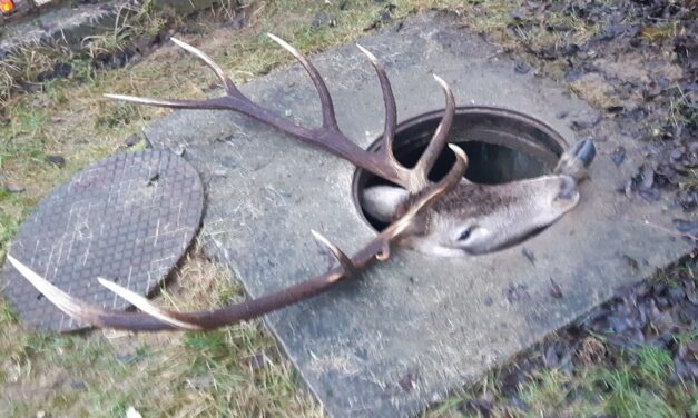 Kimentették a vízóraaknába szorult szarvast