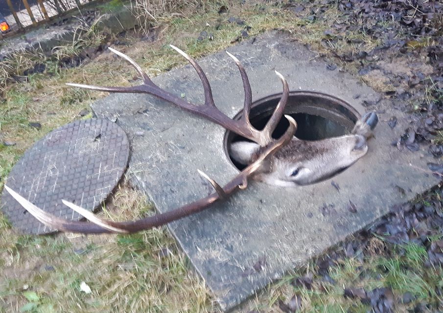 Kimentették a vízóraaknába szorult szarvast