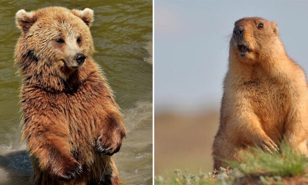 <span class="entry-title-primary">Viszonylagos egyetértés a mai nap „időjósai” között</span> <span class="entry-subtitle">Medve és mormota szerint is hosszú tél vár még ránk</span>