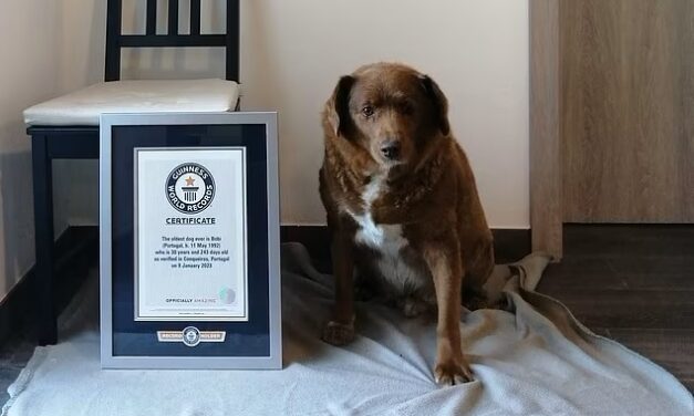 Kölyökként majdnem elpusztult, most a világ legidősebb kutyája (videóval)