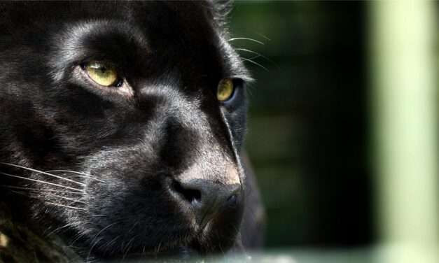 Véres húsfagyit kapnak kánikulában az állatkerti ragadozók (videóval)