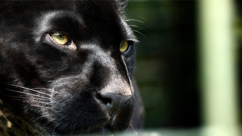 Véres húsfagyit kapnak kánikulában az állatkerti ragadozók (videóval)