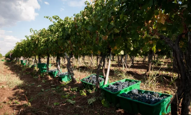 Egyre több bor készül nálunk