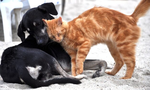 Gyerekekkel játszó kutyát és macskákat mérgeztek meg Törökbecsén