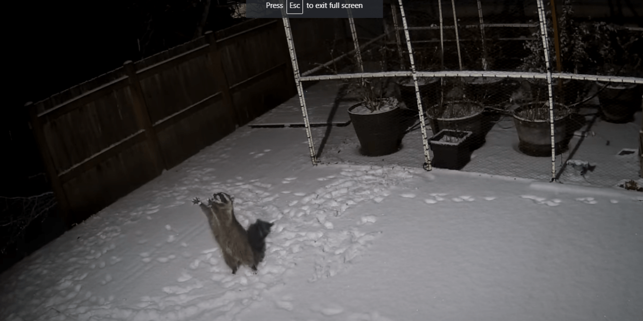 Mosómedve kapkod boldogan a hópelyhek után (Videó)