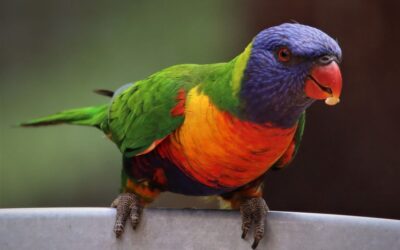 Védett papagájokat csempészett a letartóztatott szabadkai férfi