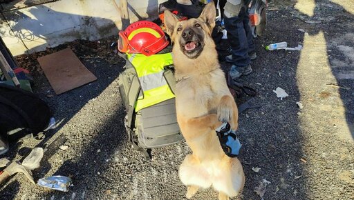 <span class="entry-title-primary">Megsérült Gogó, a magyar mentőkutya</span> <span class="entry-subtitle">Törökországban teljesített szolgálatot</span>