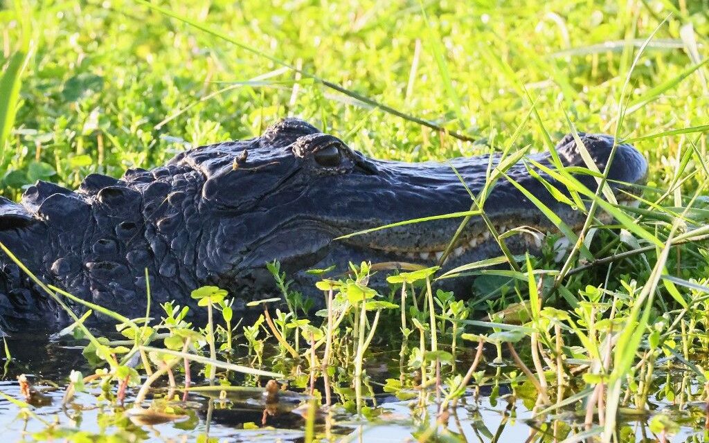 Aligátor „kopogtatott” be egy férfi házába, az ajtónyitás utána meg is harapta