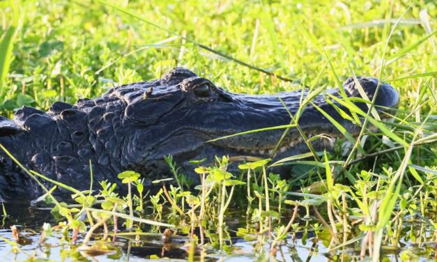 Aligátor „kopogtatott” be egy férfi házába, az ajtónyitás utána meg is harapta