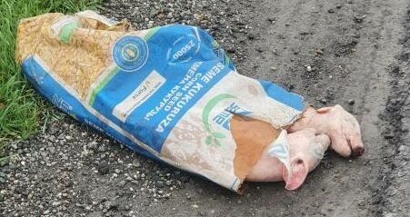 Malactetemeket dobtak ki a Kúlát Oroszkeresztúrral összekötő úton