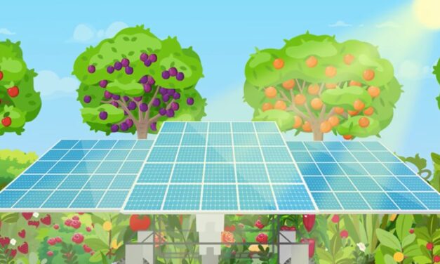 Robot gondozza a növényeket a napelemek alatt