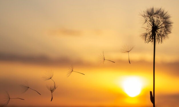 A jövő héten húsz Celsius-fok lesz, Bánátban viharos erejű széllel kell számolni