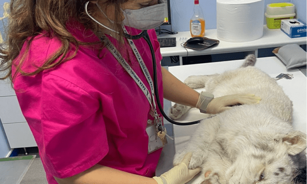 Kukában talált tigriskölyökért küzdenek az orvosok