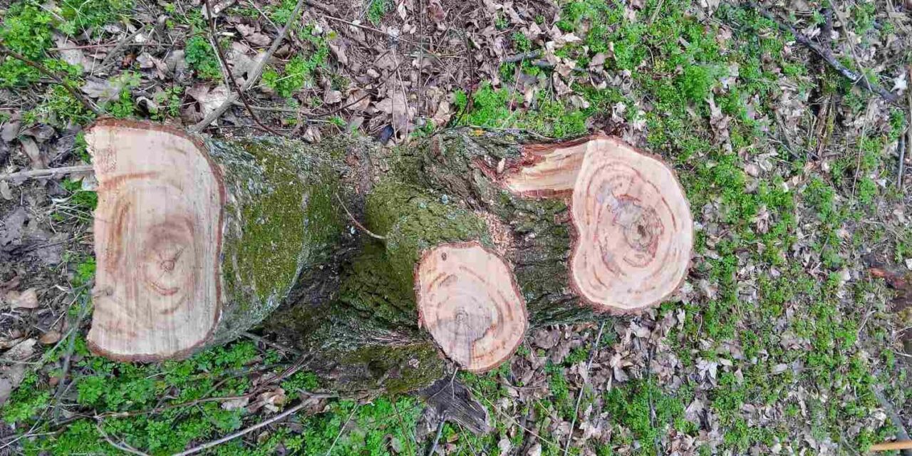 Letartóztatták a kevevárai erdőtolvajt