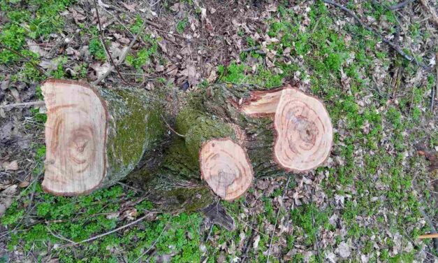 Letartóztatták a kevevárai erdőtolvajt