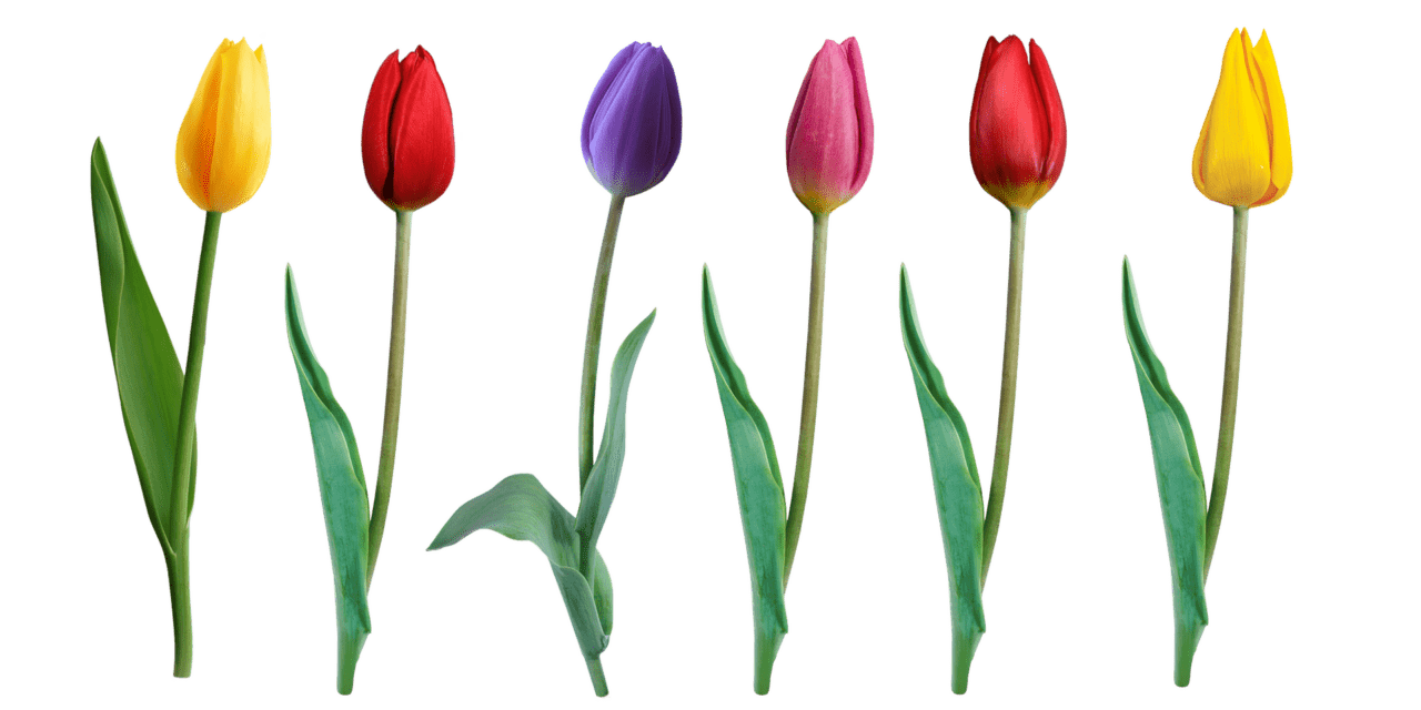 Vajdasági nők a nőnapról