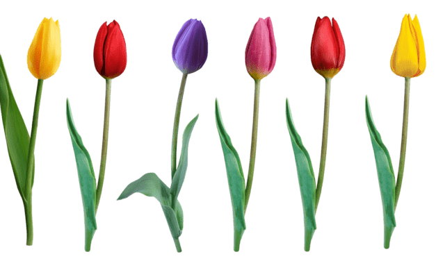 Vajdasági nők a nőnapról