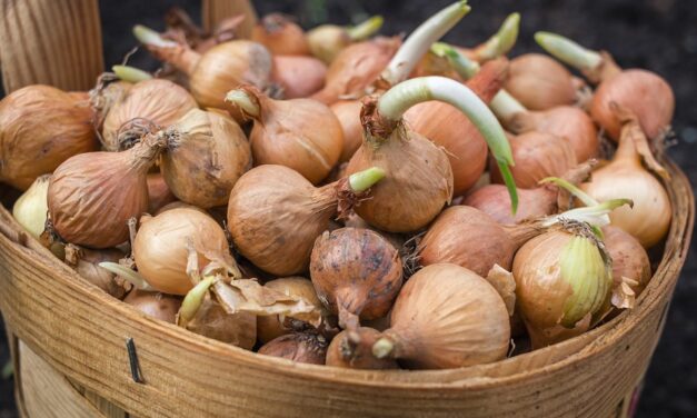 Könnybe lábad a szemünk a vöröshagyma árától