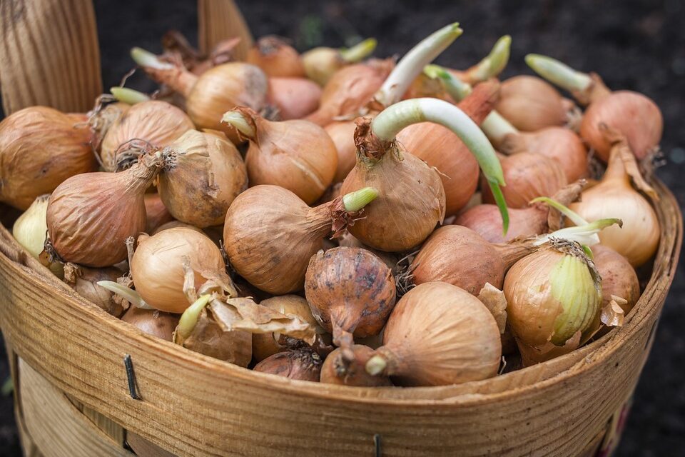 Ez a zöldség két hónap alatt 230 százalékkal drágult meg