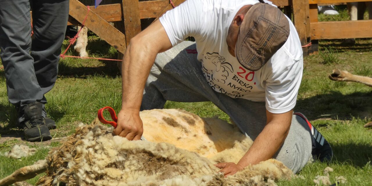 Huszadik alkalommal nyírták a birkákat Zentán