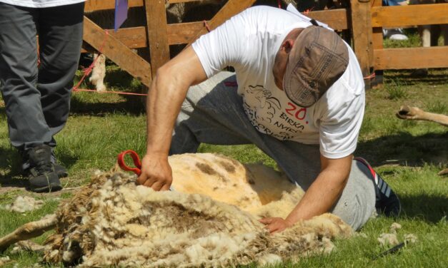 Huszadik alkalommal nyírták a birkákat Zentán