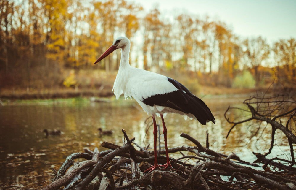 Különleges gólyafészek várja a visszatérő madarakat Ilonafalun