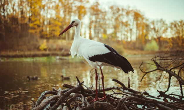 Különleges gólyafészek várja a visszatérő madarakat Ilonafalun