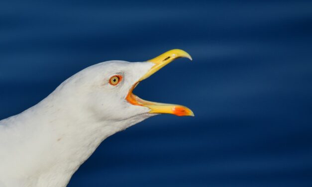 Sirálykiabálást utánzó EB-t szerveztek Belgiumban (Videó)